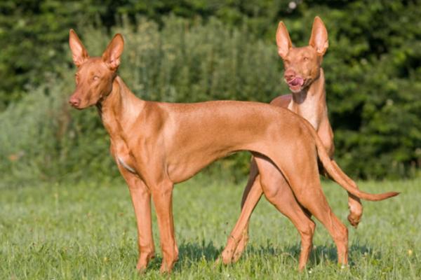 哪十种猛犬在我国禁养，土佐犬、藏獒、杜高犬、比特犬等品种在我国禁养