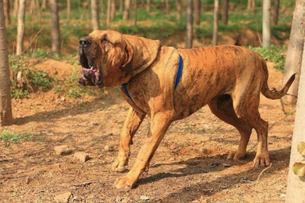 哪十种猛犬在我国禁养，土佐犬、藏獒、杜高犬、比特犬等品种在我国禁养