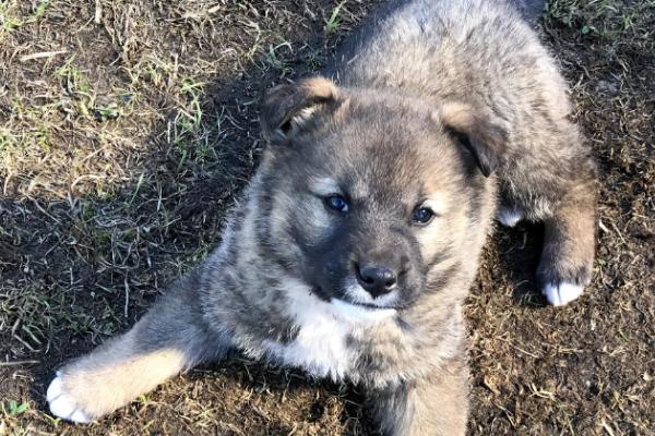 哪十种猛犬在我国禁养，土佐犬、藏獒、杜高犬、比特犬等品种在我国禁养