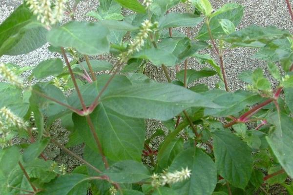 什么是牛膝，属于苋科、牛膝属草本植物